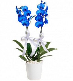 yenimahalle çiçek mavi orkide iki dal-yenimahalle çiçekçi