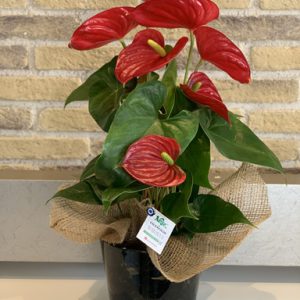 yenimahalle çiçek-ankara-Yenimahalle için aynı gün teslim online çiçek göndermek için tıklayın. Ankara - Yenimahalle çiçekçileri ile Çiçek sipariş v