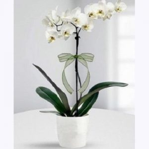 Yenimahalle Çiçek Siparişi (Ankara) - Çiçek-beyaz orkide