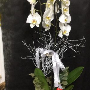 yenimahalle-çiçek-orkide-ikidallı orkide-beyaz orkide-buket-gül-gül buket-kırmızı gül-nergiz-ankara