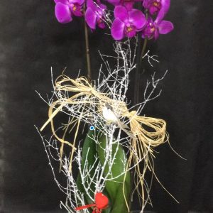 Çiçekçi yenimahalle| YENİMAHALLE Çiçek-mor-orkide-orkide ankara-çiçek