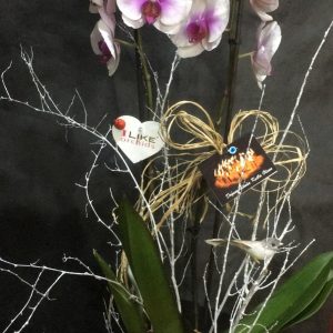 yenimahalle-şentep-yakacık-çiçek-orkide-ikidallı orkide-mor orkide-buket-gül-gül buket-kırmızı gül-nergiz-ankara